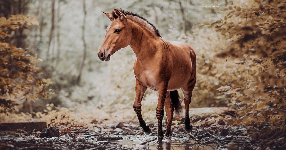 z11.jpg?resize=412,275 - 10 Beautiful Photos Of A 'Zorse' - A Hybrid Animal Most People Don't Even Know Exists