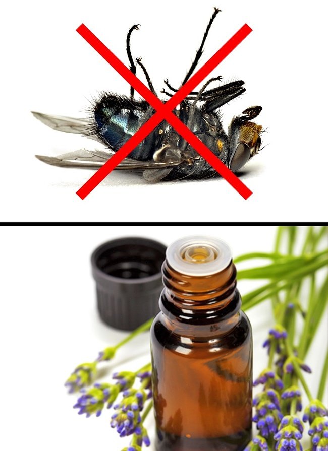 10 Maneras de evitar cualquier plaga o insecto en tu casa