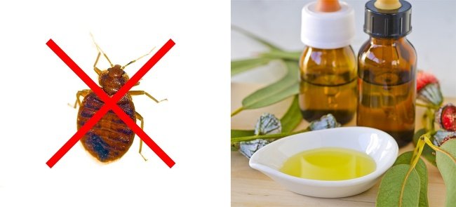 10 Maneras de evitar cualquier plaga o insecto en tu casa