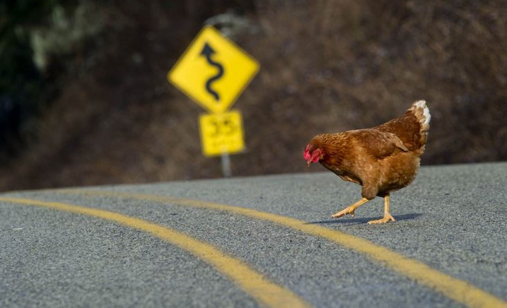 gallina intentando cruzar la calle