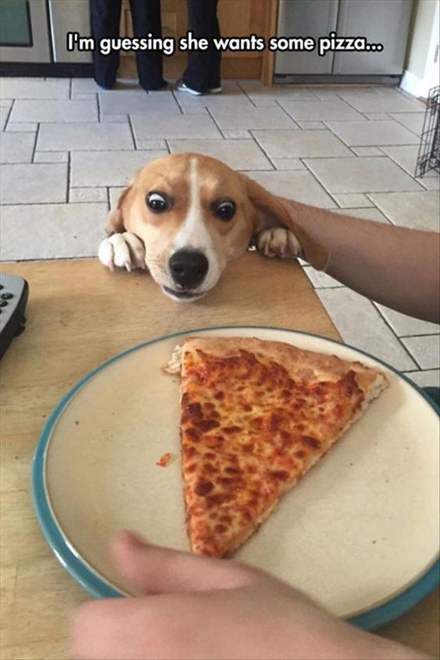 Dog attempting to reach pizza on table