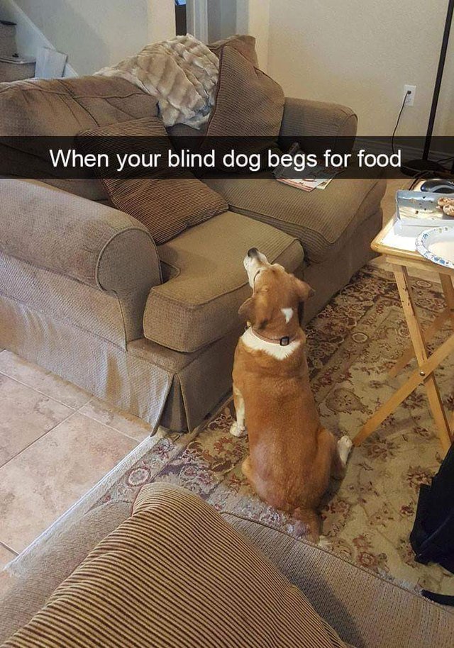 Blind dog begging for food from an empty couch