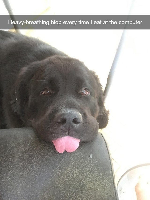 Dog begging with its tongue hanging out