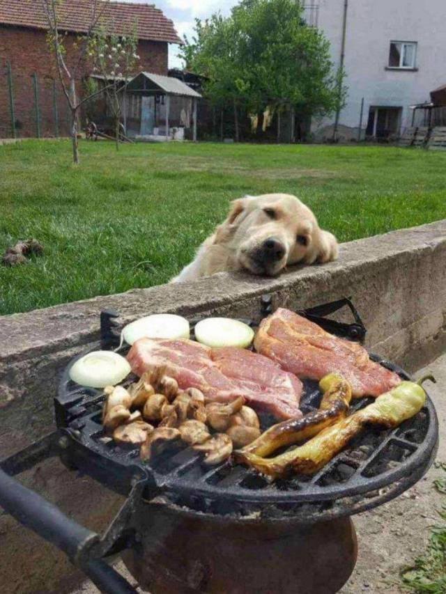 Dog resting its head on a wall, looking longingly at grill full of meat and vegetables