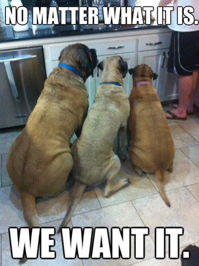 Three dogs watching a human at a kitchen counter