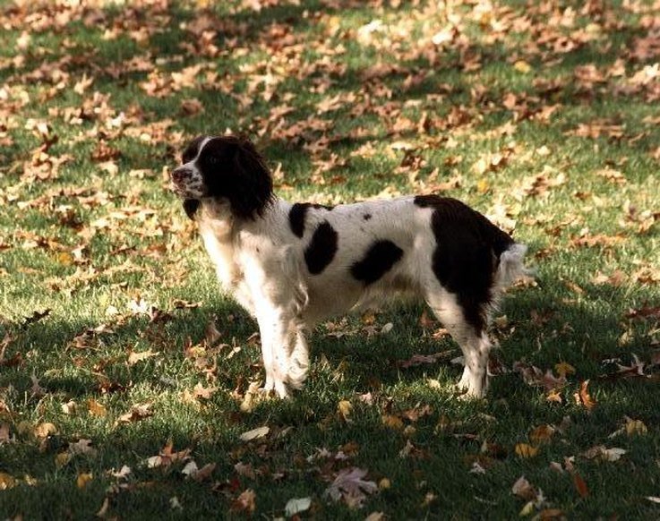 popular-us-presidential-pets