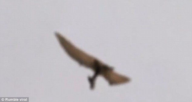 The huge wingspan of the creature was immediately noticeable as was its distinctively large backwards-pointing crest