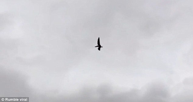 The bird-like creature was captured by an amateur filmmaker flying in the sky overÂ Boise, Ohio