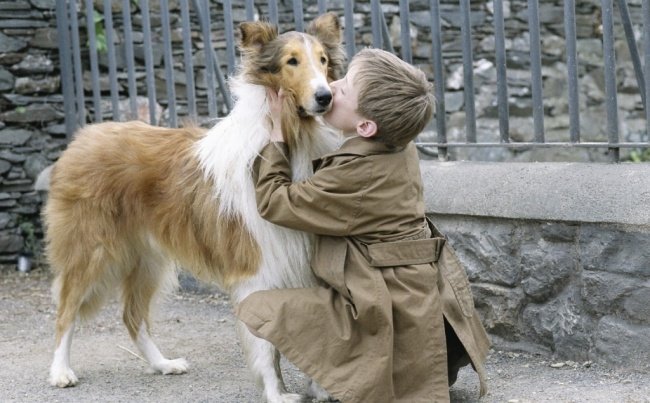 15 Conmovedoras películas para aquellos que aman a los animales