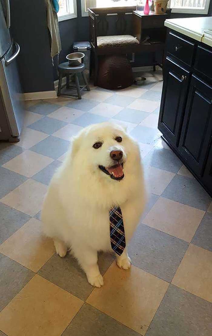 Harvey Looking His Best For His First Day
