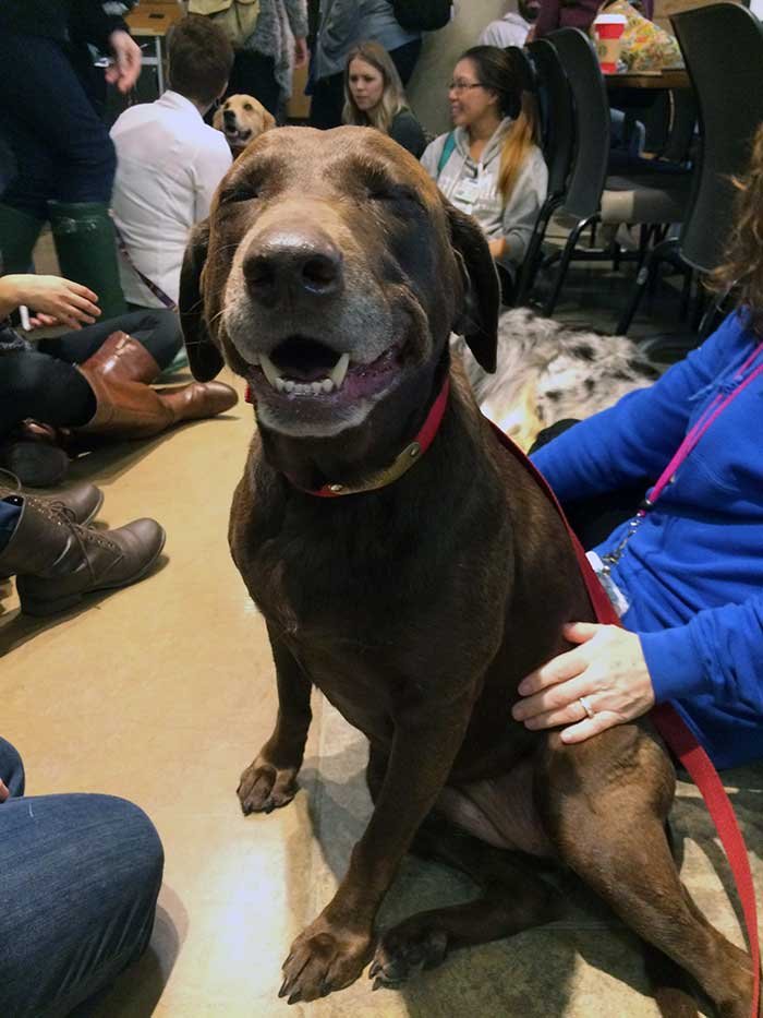 Jerry Is A Registered Therapy Dog. She Is All Smiles At Work