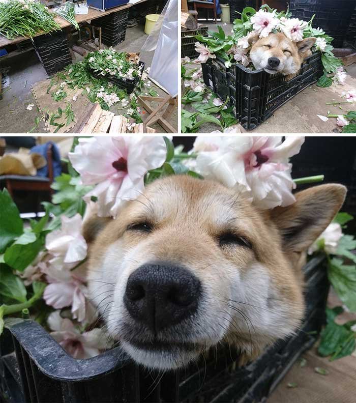 This Flower Shop Has A Flower Assistant Who Just Needed To Take A Break In A Bed Of Flowers
