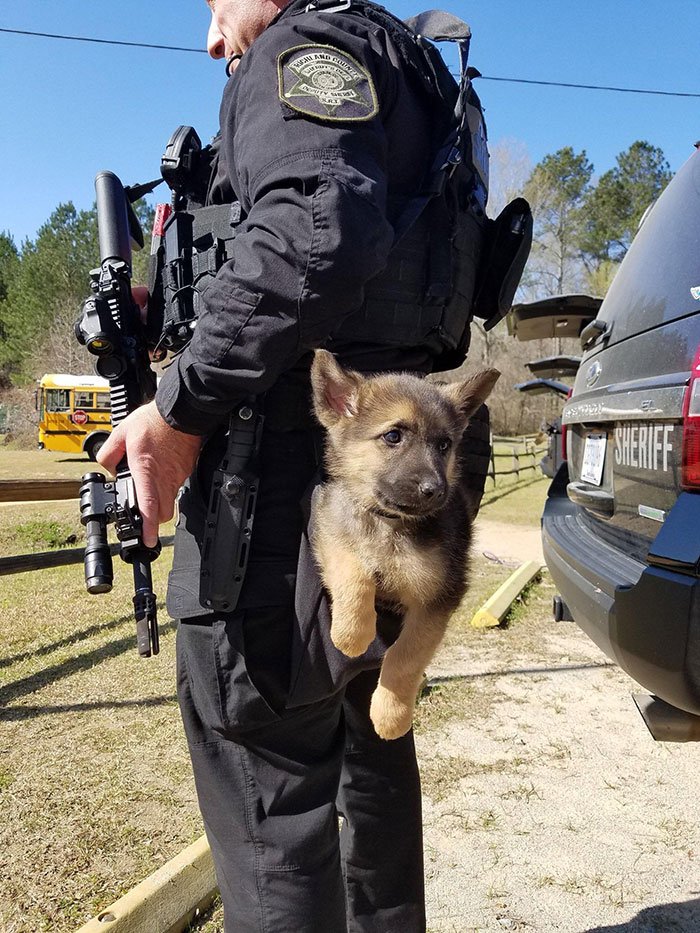 This Police Puppy