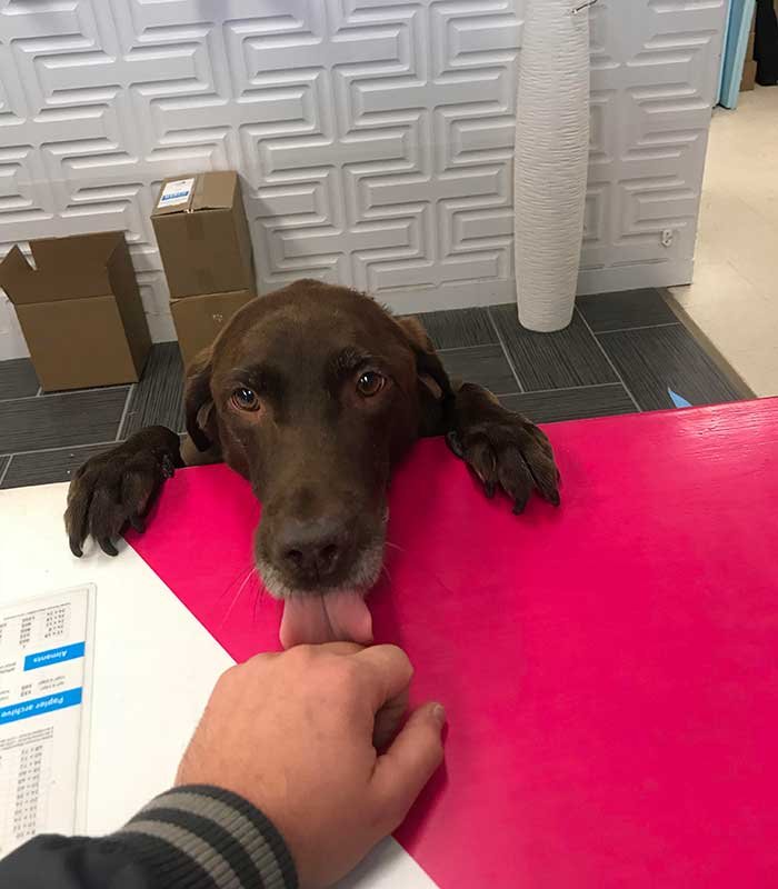 My Local Print Shop Has A Dog Working On The Counter
