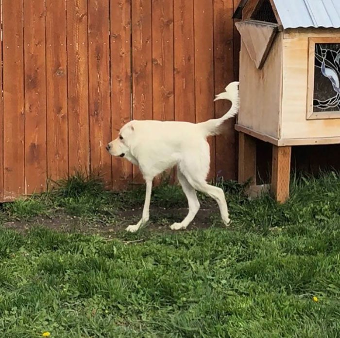 My Buddy Tried To Photograph His Dog In Panoramic Mode