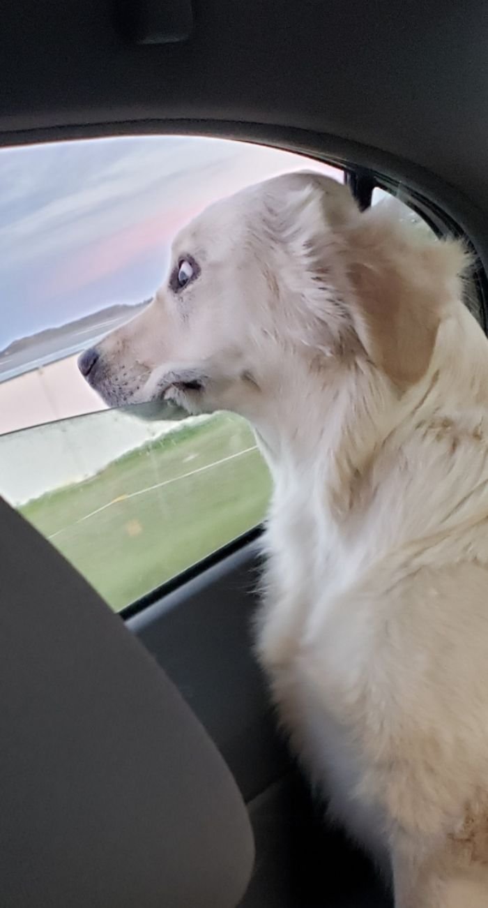 Feeling The Wind In Your Floof