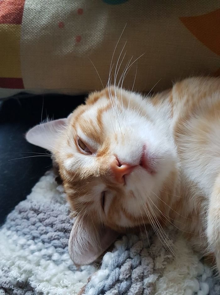 Sometimes Weasley Has A Beautiful Nap Face