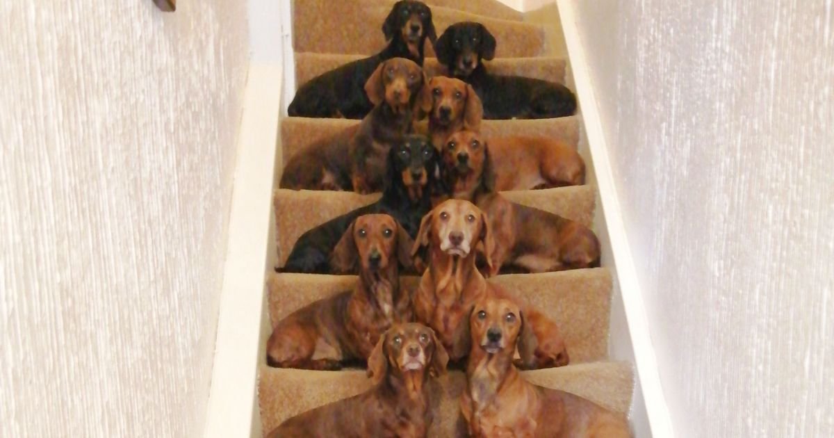 a 10.jpg?resize=1200,630 - Teen Got A Breathtakingly Perfect Shot Of His 16 Dachshunds After A Friend Challenged Him To Do It