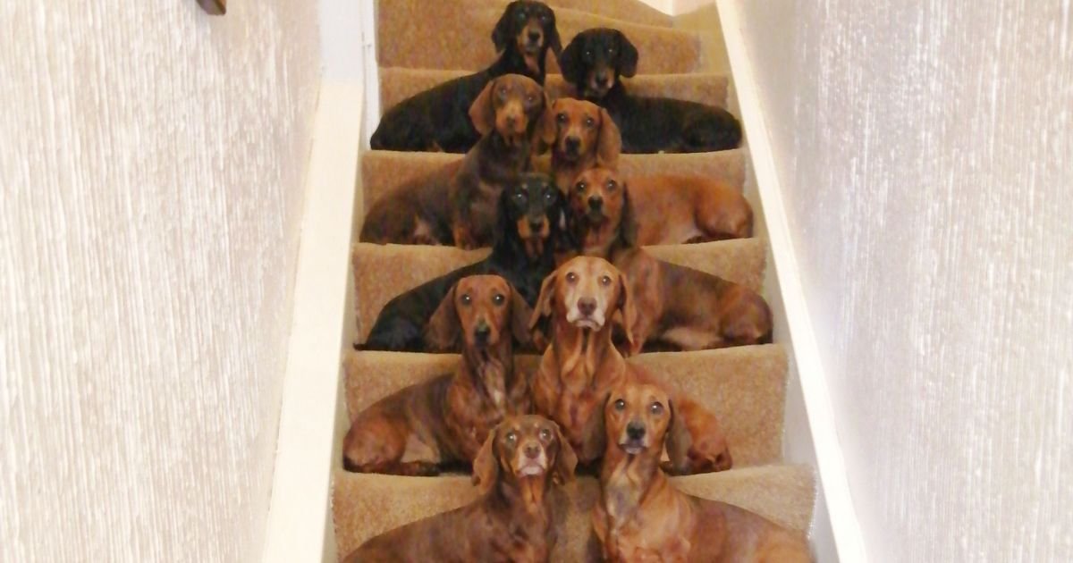 a 10.jpg?resize=412,232 - Teen Got A Breathtakingly Perfect Shot Of His 16 Dachshunds After A Friend Challenged Him To Do It