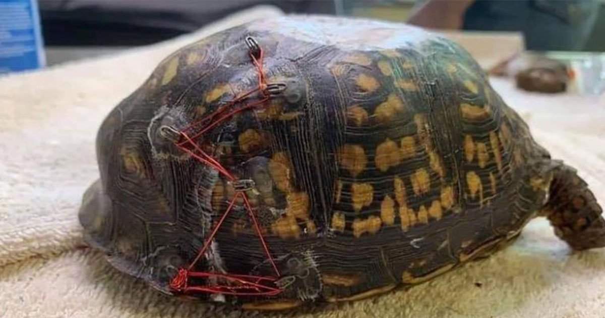 a north carolina animal rescue group is using recycled bra clasps to save injured turtles.jpg?resize=412,275 - Your Old Bra Can Be Used To Save Injured Turtles