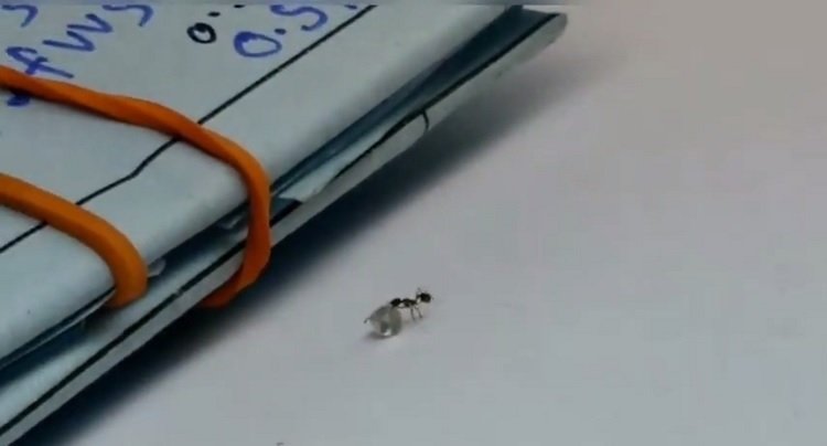 a3 6.jpg?resize=412,232 - Une fourmi a été prise en flagrant délit en train d'essayer de "voler" un diamant dans une bijouterie de New York