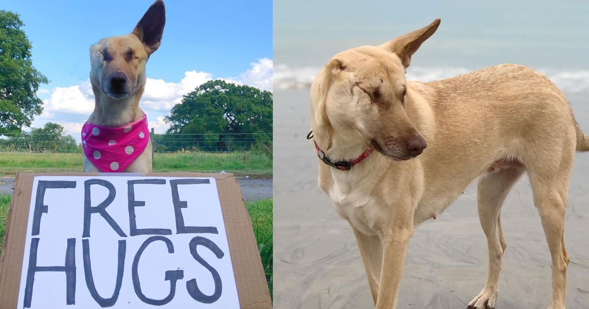 abandoned dog who was shot 17 times found a new home and works as a therapy dog.jpg?resize=412,275 - Cette chienne abandonnée qui a été frappée à 17 reprises a maintenant une vie normale