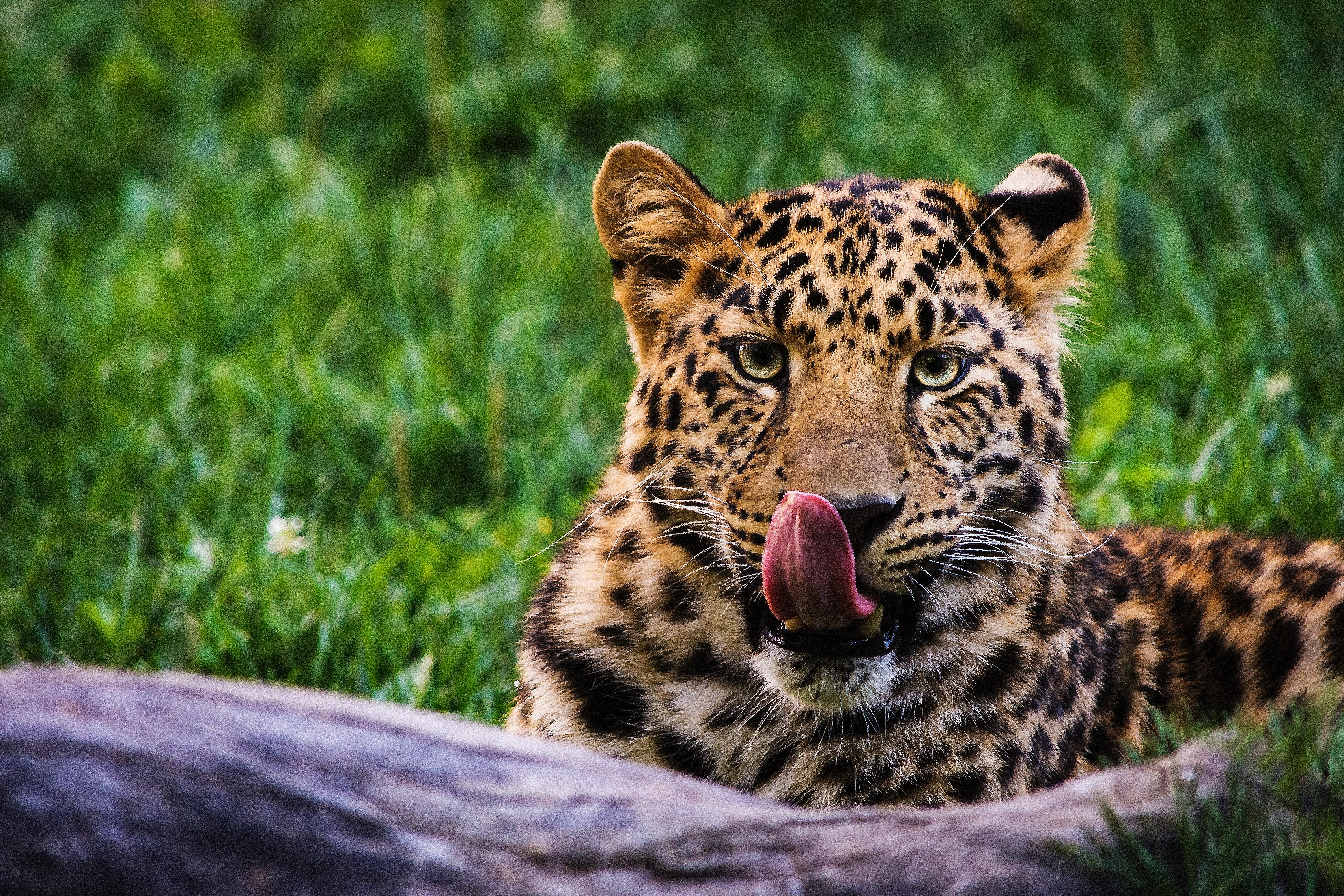 alexandre st louis 6iuz4w re8g unsplash.jpg?resize=412,275 - Un brésilien aurait tué plus de 1000 jaguars depuis 1987!