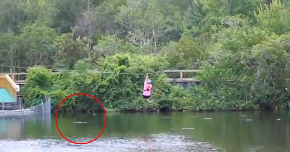 alligator woman zipline.jpg?resize=1200,630 - Un alligator a sauté hors de l'eau pour mordre une femme qui faisait de la tyrolienne au-dessus de lui