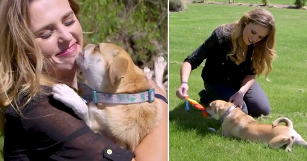 animal trainer.jpg?resize=412,275 - Animal Trainer Turns Problematic Pets Into Perfect Ones