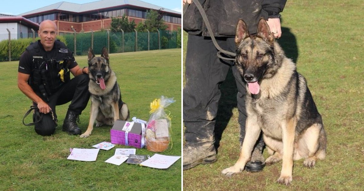 audi4.png?resize=412,275 - Police Dog Returns To Work Three Weeks After Getting Injured While On Duty
