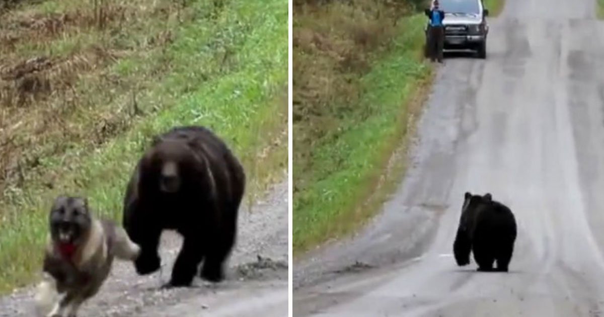 bear dog playing.jpg?resize=1200,630 - Un ours s'amusait avec un chien lorsqu'un groupe a commencé à les filmer mais l'ours n'a pas aimé