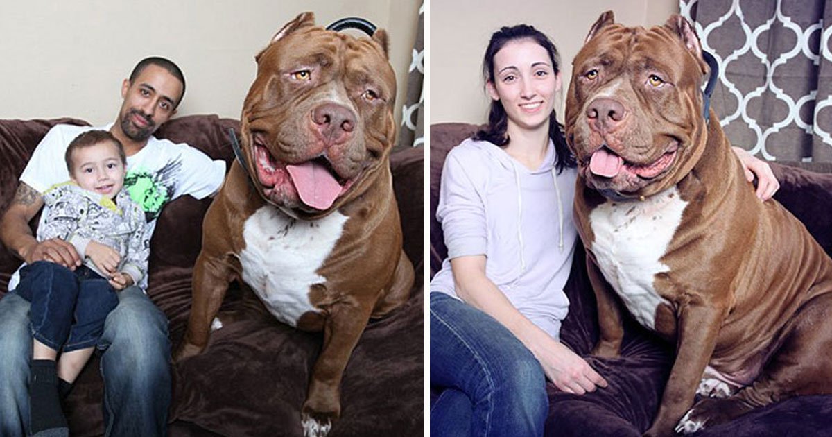 biggest pitbull.jpg?resize=412,275 - Découvrez les photos du plus gros pitbull du monde