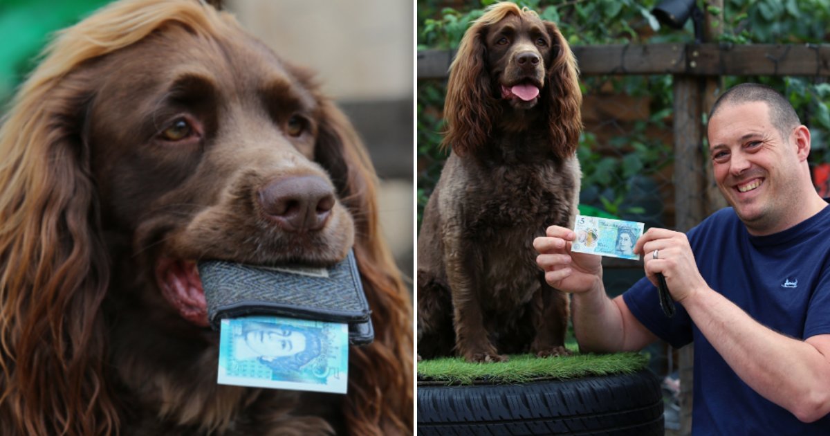 bracken6.png?resize=412,275 - Dog Owner Explains Why He Gives His Pet $6 Weekly Pocket Money Allowance