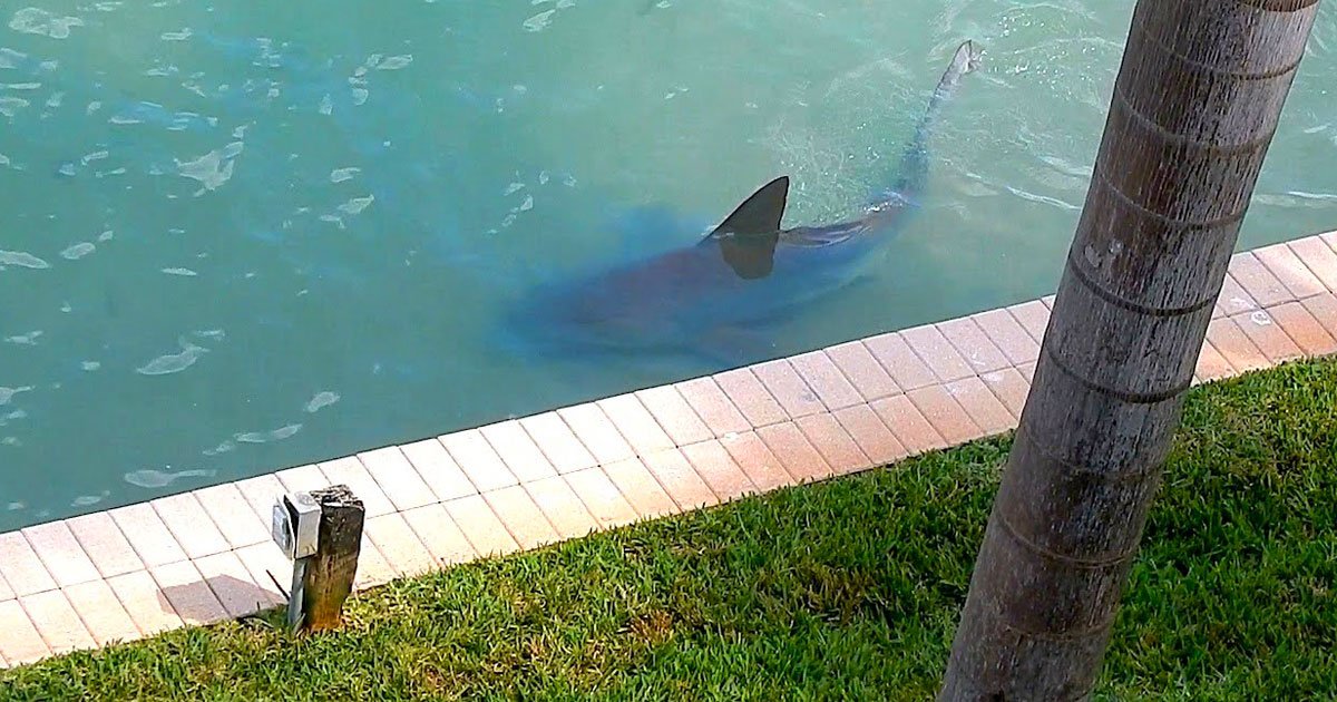 bull shark backyard.jpg?resize=1200,630 - Bull Shark Spotted Chilling In The Backyard Of A Florida Resident’s Home