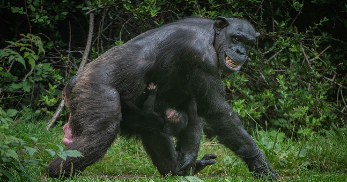c3 11.jpg?resize=1200,630 - Les visiteurs d'un zoo ont eu la chance d'assister à la naissance d'un chimpanzé en voie de disparition