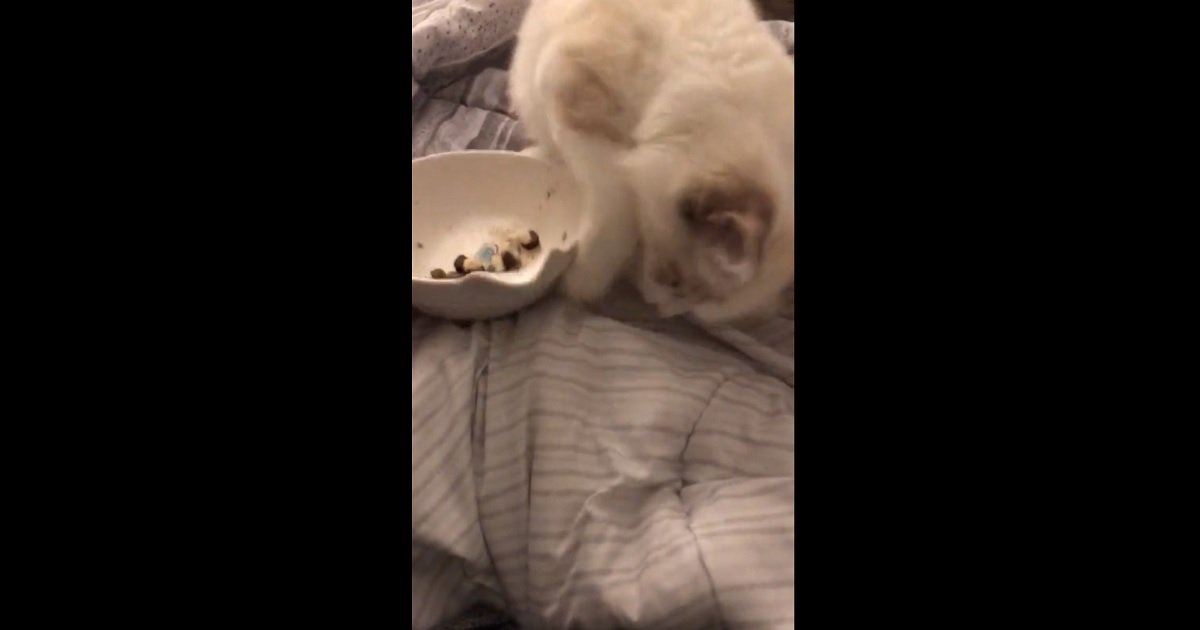 c3 3.jpg?resize=412,232 - This Kitty Didn't Like How The Medicine In His Food Smelled So He Hilariously Tried To Bury It