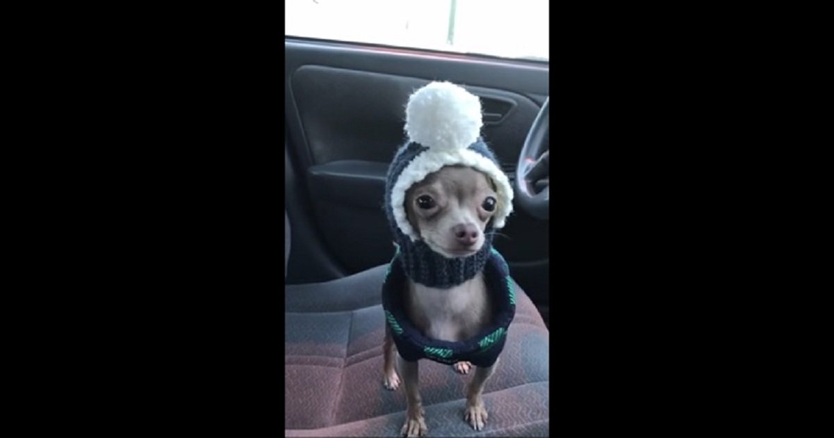 c3 4.jpg?resize=1200,630 - Un adorable Chihuahua impatient de retrouver son maître