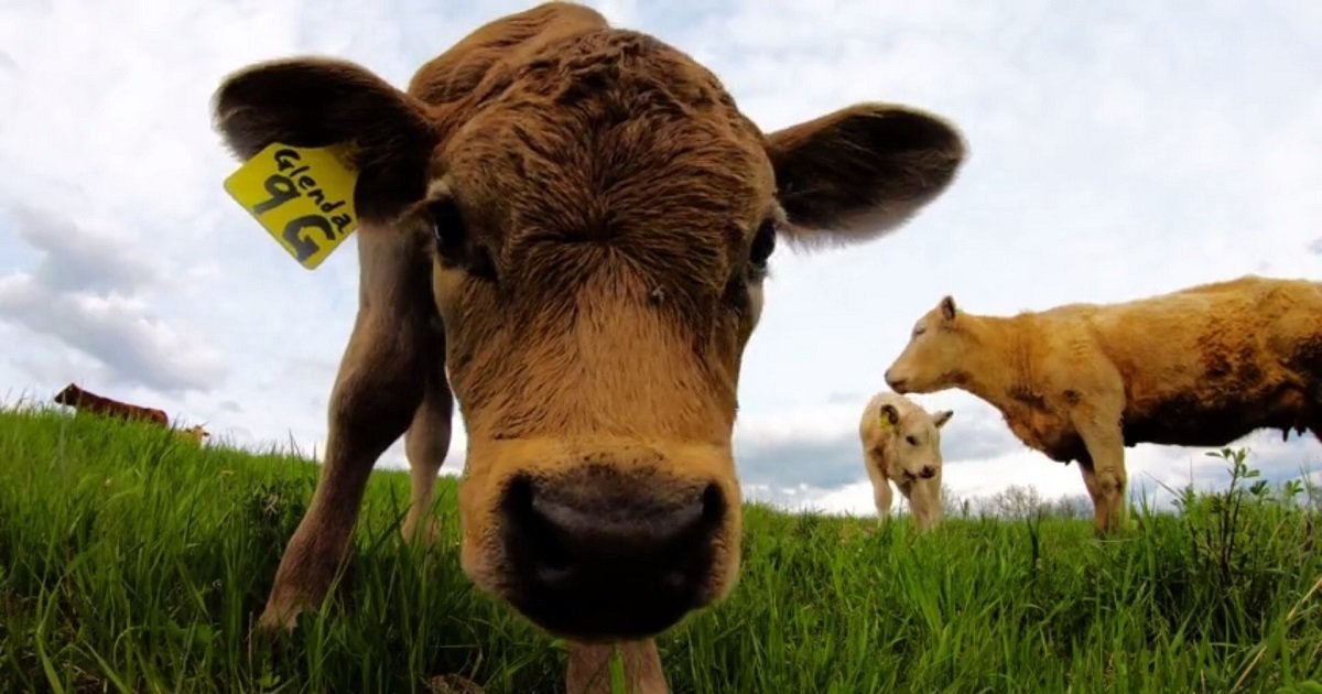 c3.jpg?resize=412,275 - Curious Calf Couldn't Help But Check Out The Camera And It's The Most Adorable Thing You'll See