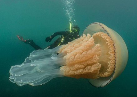 capture decran 2019 07 17 a 18 34 52.png?resize=412,275 - Une incroyable méduse d' 1,50 m découverte dans la manche