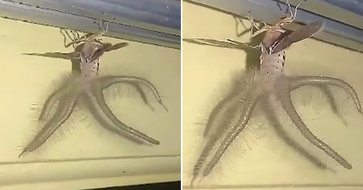 creature4.png?resize=1200,630 - Man Notices A Bizarre 'Alien-Like' Winged And Tentacled Creature Crawling Across His Ceiling