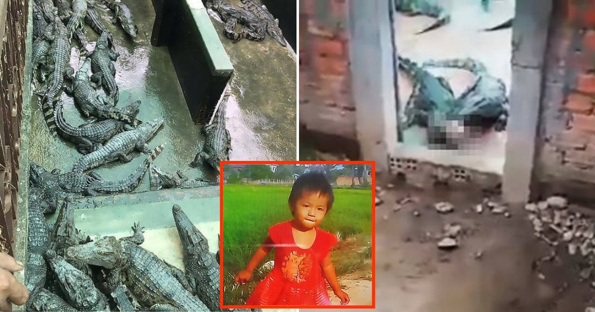 crocodiles4.png?resize=1200,630 - Two-Year-Old Girl Passed Away After She Wandered Into Crocodile's Enclosure
