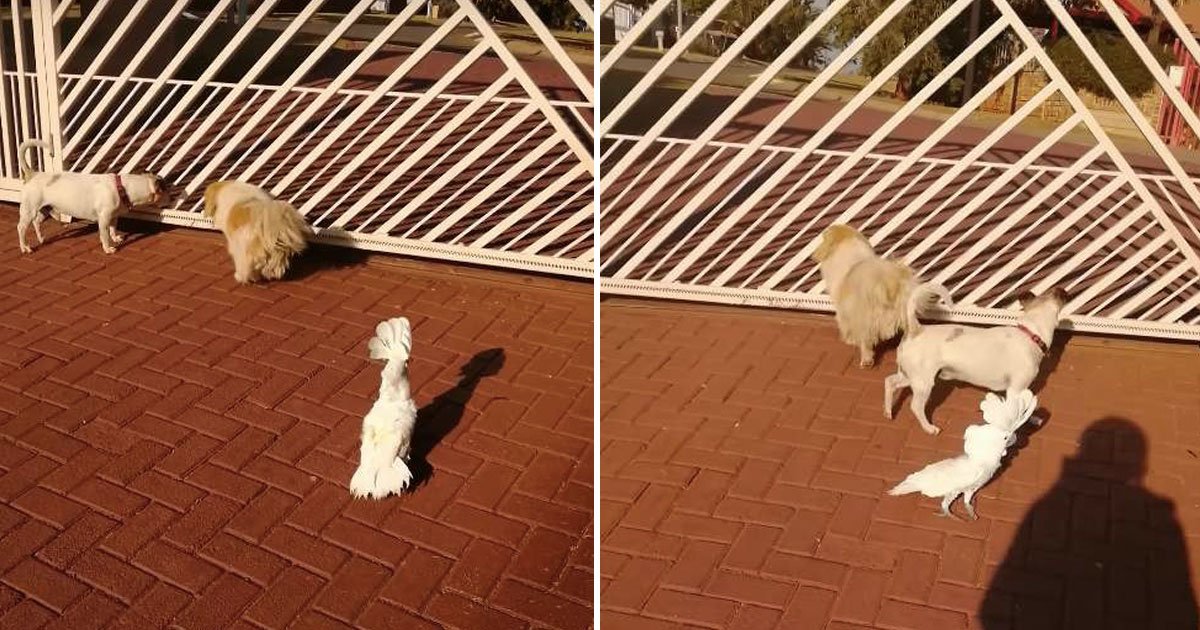 cukatoo dog barks.jpg?resize=412,232 - A Cockatoo Mimics His Dog Brothers And Barks With Them When They Guard The House