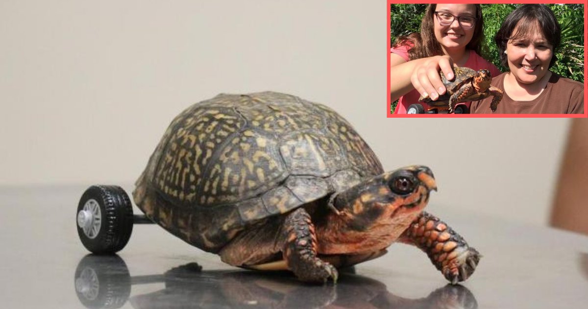 d1 13.png?resize=1200,630 - Des vétérinaires ont créé des roues pour une tortue sans pattes