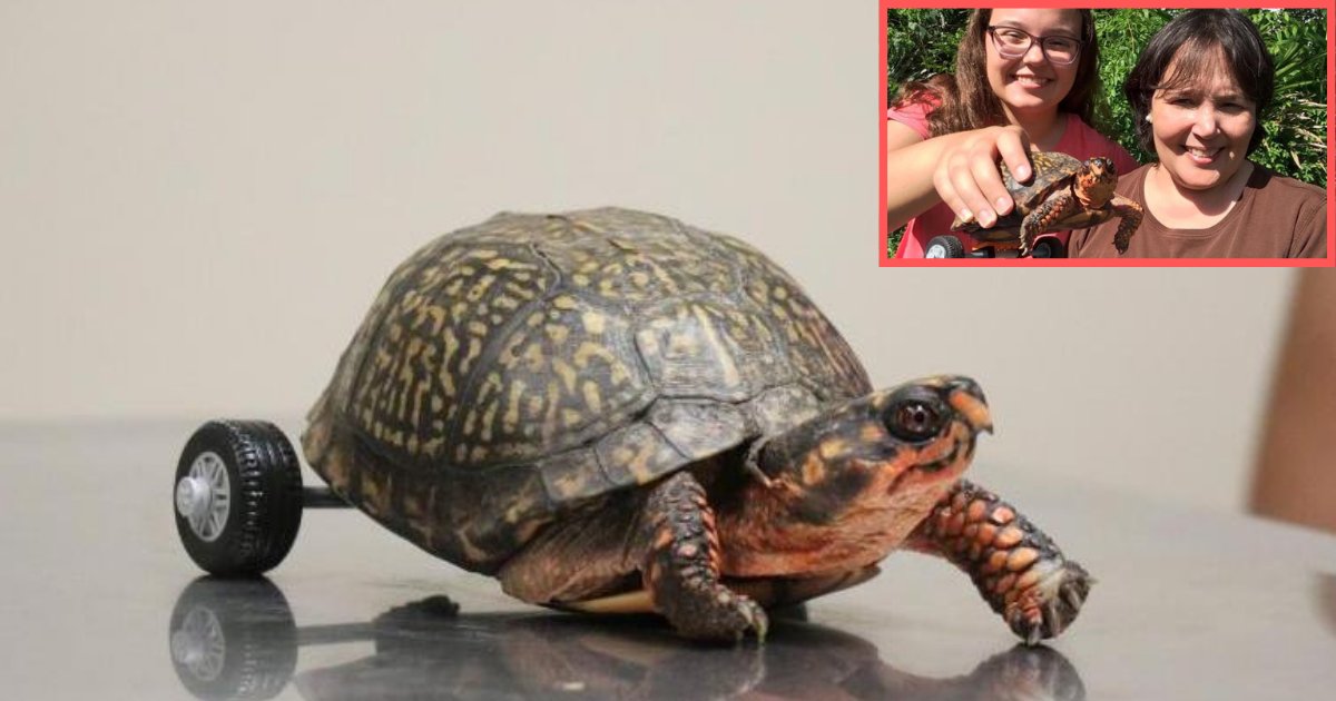 d1 13.png?resize=412,275 - Vets Attached A Wheelchair to A Turtle Without Legs