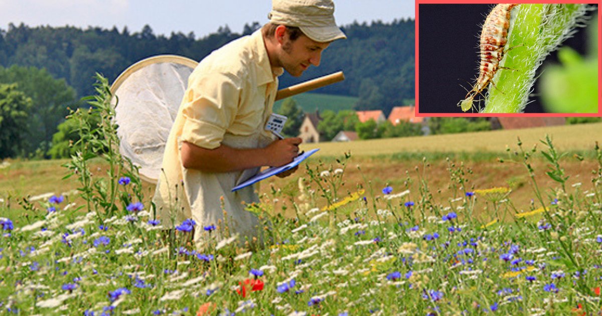 d1 16.png?resize=412,275 - The Reason Why Farmers are Using Flowers to Control Pests
