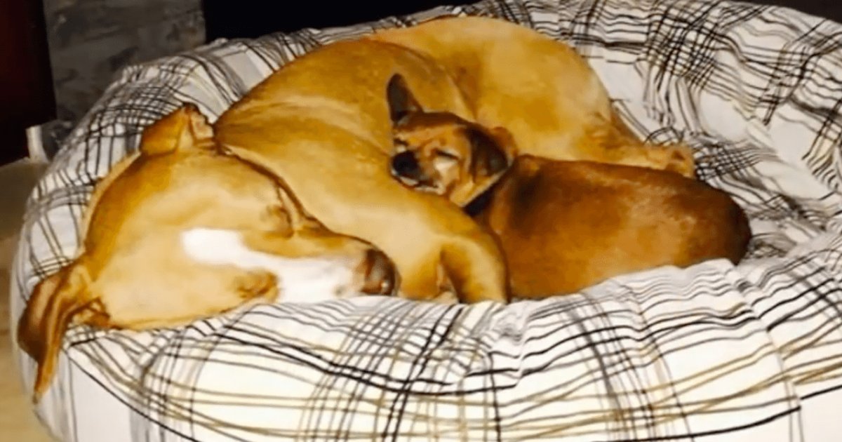 d1 19.png?resize=412,275 - A Man Comes to Adopt a Pit-Bull, But She Isn't Ready to Leave Her Best Friend