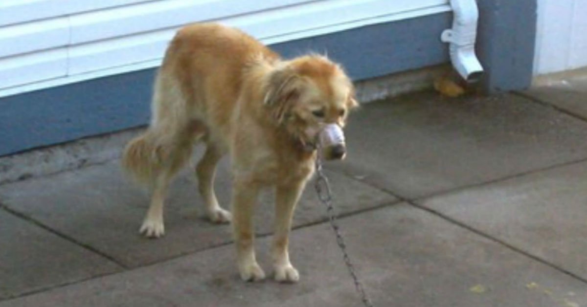 d1 6.jpg?resize=1200,630 - Neighbors Break Into Other Man's Yard When They See Dog's Mouth Shut With Tape