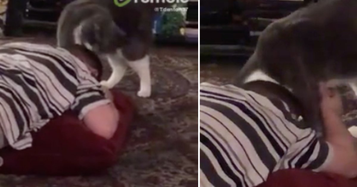 d2 12.png?resize=412,275 - A Cat Adorably Consoles A Boy During His Meltdown