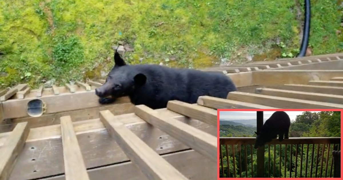 d2 14.png?resize=1200,630 - A Bear Climbs Up The Balcony to Greet the Residents