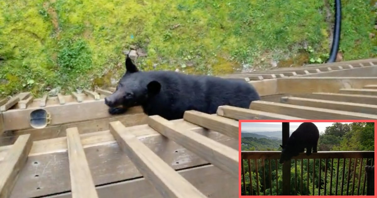 d2 14.png?resize=412,232 - A Bear Climbs Up The Balcony to Greet the Residents